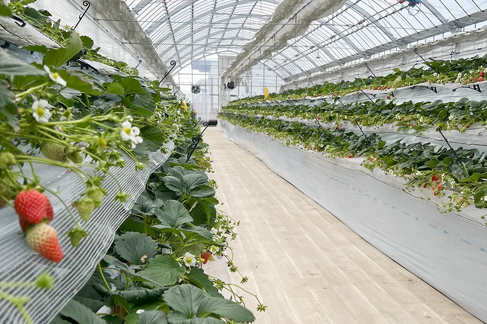 和歌山県紀の川市のいちご摘み・いちご狩りが楽しめるKeeno,-キーノ- いちご園