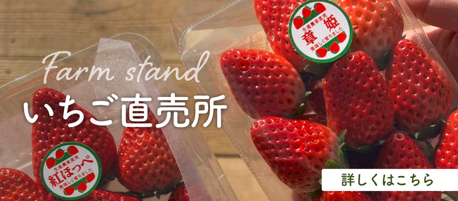 和歌山県紀の川市のいちご摘み(いちご狩り)が楽しめるKeeno,(キーノ)いちご園