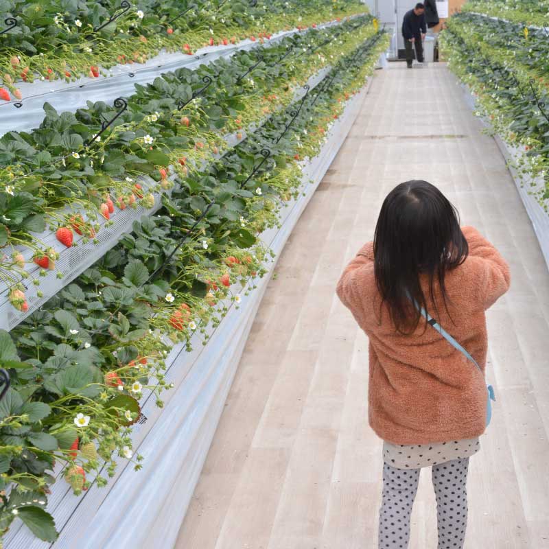 和歌山県紀の川市のいちご摘み(いちご狩り)が楽しめるKeeno,(キーノ)いちご園のニュース