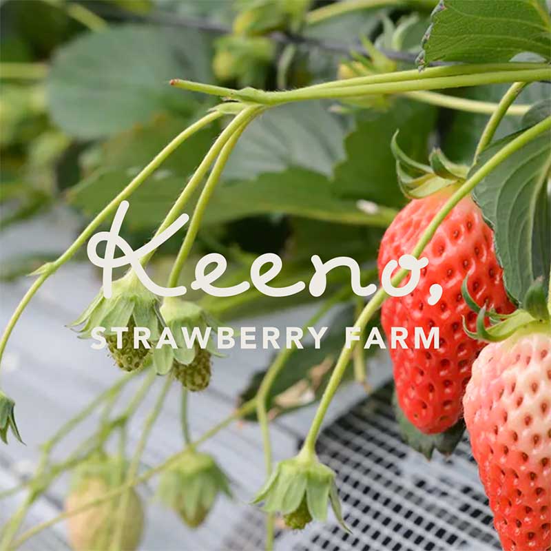 和歌山県紀の川市のいちご摘み(いちご狩り)が楽しめるKeeno,(キーノ)いちご園のニュース